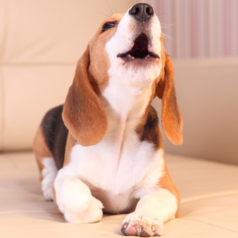 Three Things To Try When Your Dog Won't Stop Barking