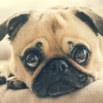 What To Look For Before Calling the Vet
