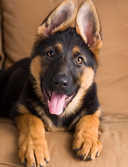 Reading Your Dog's Body Language
