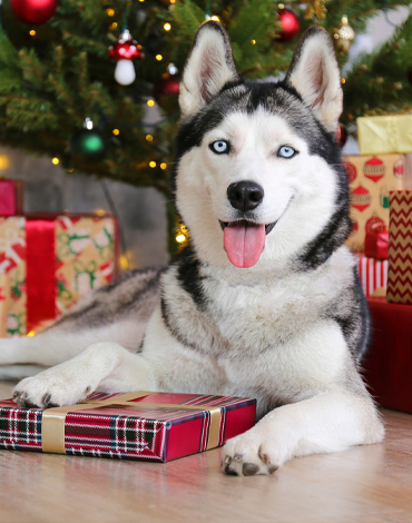 Your Pet's Best Christmas Ever