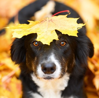 Make Fall Fun for Your Dog