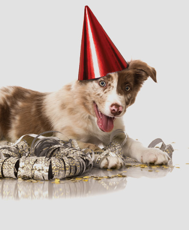 New Year's Pet Resolutions