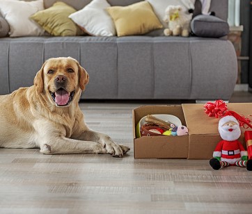 After-Christmas Pet Safety