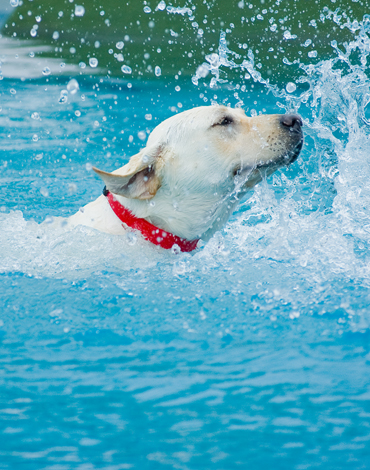 Pet Lovers' Extravaganza 2019