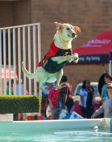 Pet Lovers Extravaganza 2020