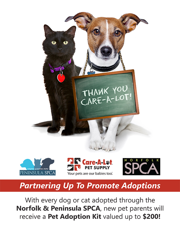 Helping Pets Get Adopted