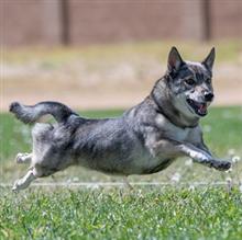 Is Luring Right for Your Dog?