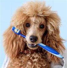 Tips for Pet Dental Month