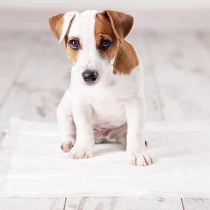 3 Steps To Housebreaking Your Puppy