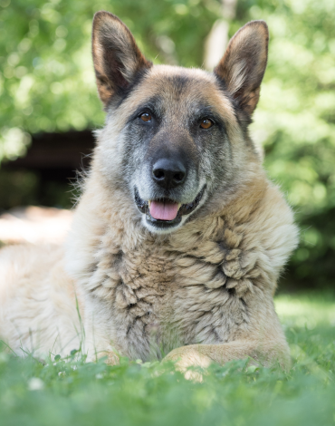 Caring For Older Pets