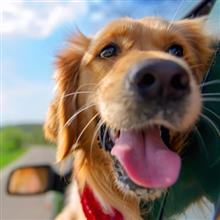 Dogs and Hot Cars Do Not Mix