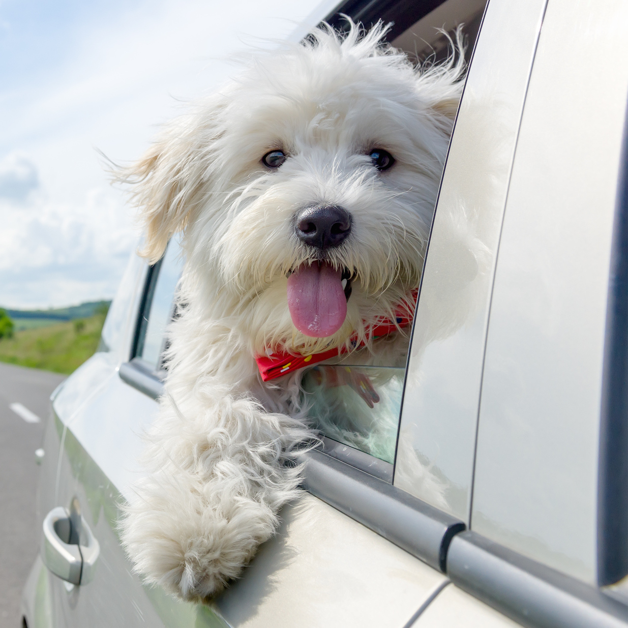 Tips for Holiday Trips with Man’s Best Friend