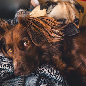 Introducing a Second Pet to Your Home
