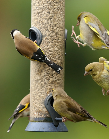 Feed The Birds