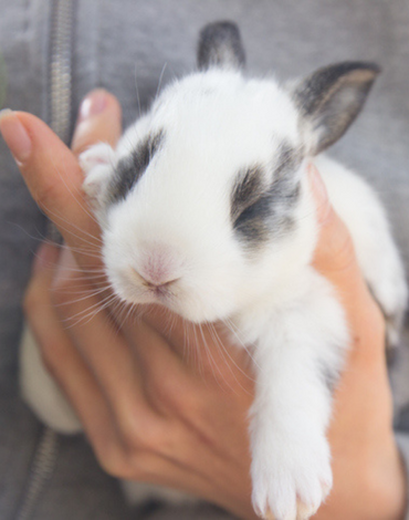 4 Ways to Enrich the Life of Your Small Animal Companion