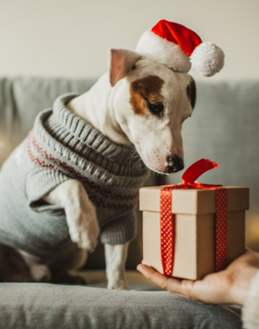 Choosing the Perfect Pet Gifts
