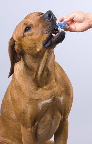 Smile! It's Pet Dental Health Month