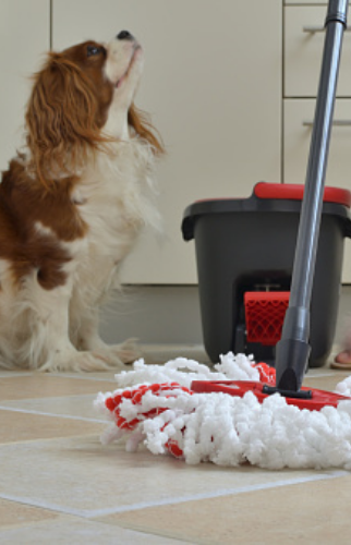 Keep Your Pet Areas Spring Clean