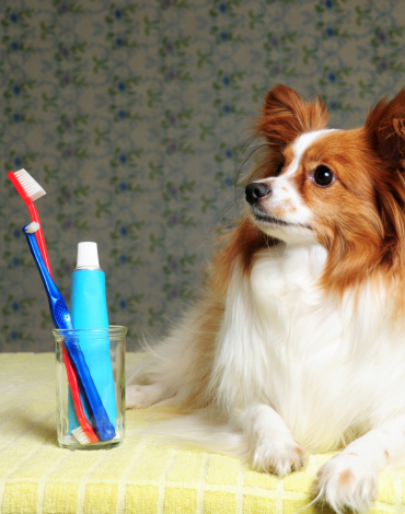 Four Steps to Pet Dental Health