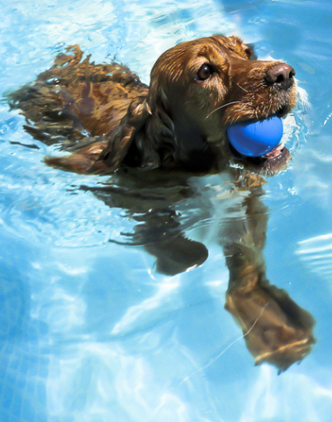 Have a Pet Pool Party