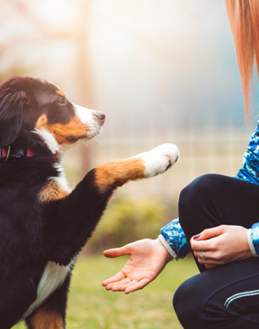 Back To School For Dogs