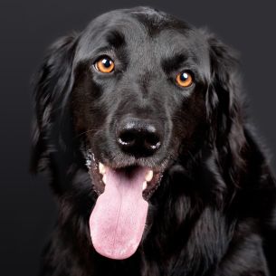How to Choose the Right Doggie Daycare