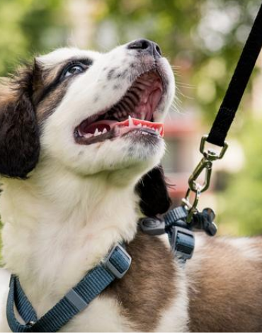 Summer Dog Walking Safety