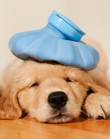 Mind Your Pet's Safety