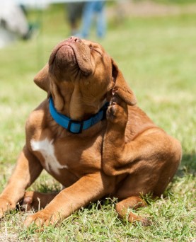 Solving Your Pet's Flea and Tick Problem