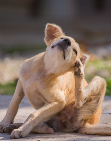 Keep Your Pets, Get Rid of the Pests