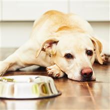 Does Your Pet Have a Food Allergy?