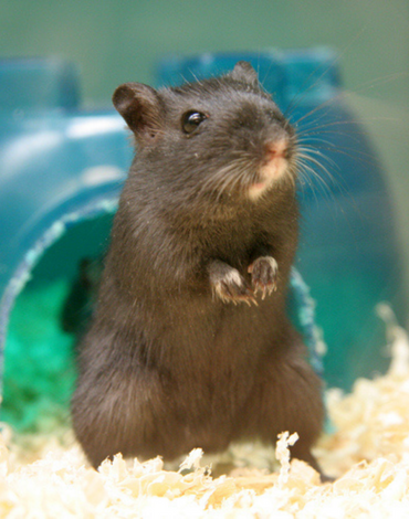 Health Resolutions For Small Pets