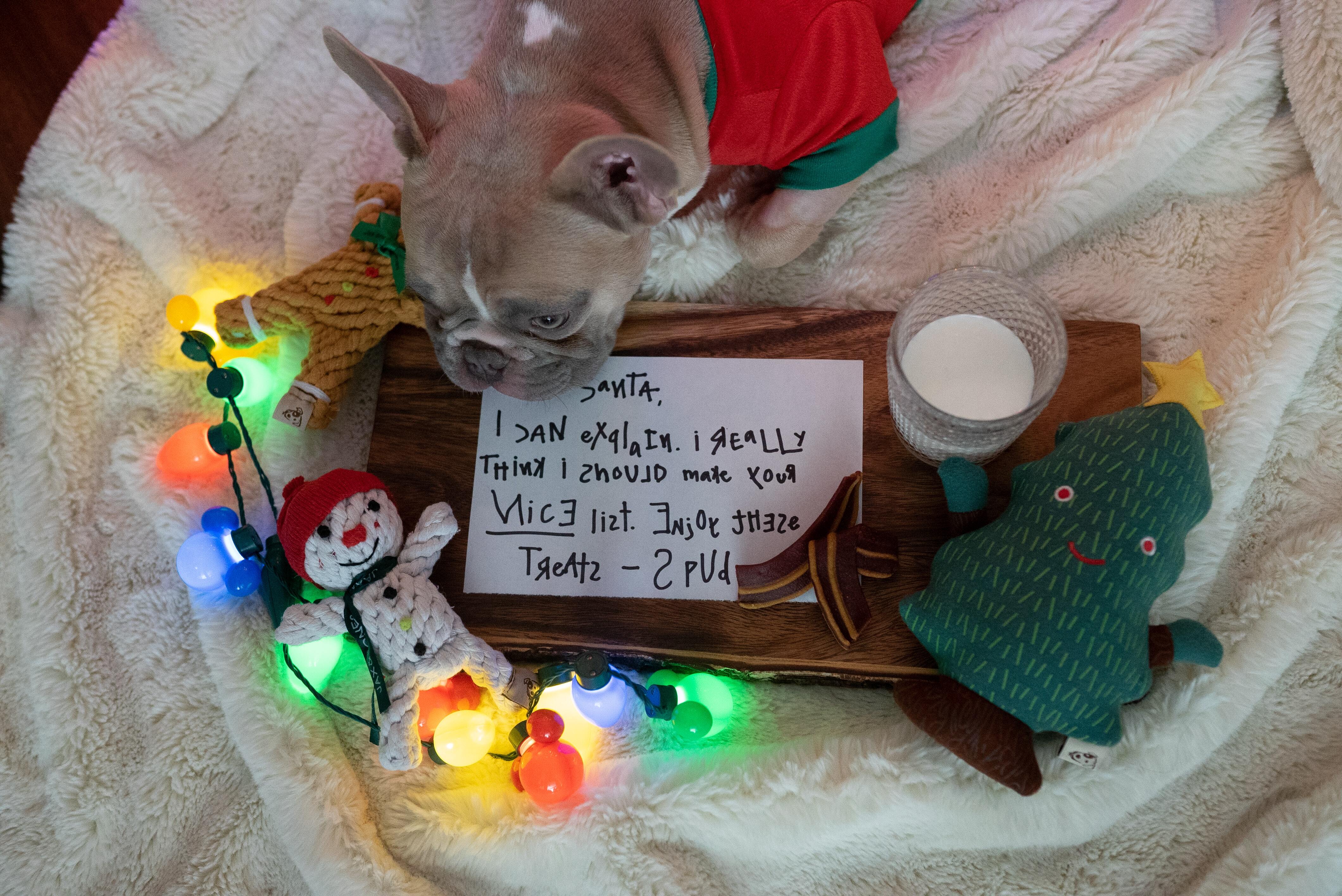 Holiday Safety For Pets