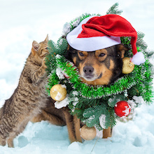 4 Tips To Keep Your Pets Safe During the Holidays