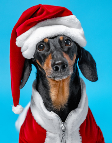Holiday Recipes For Your Pets