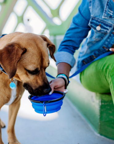 Hydrate Your Pets This Summer
