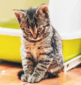 When Your Cat Won't Use the Litter Box