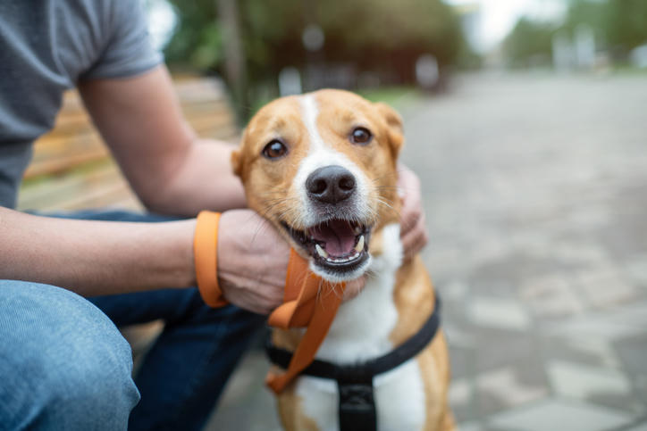 Pumpkins & Pawprints: A Whole Month of Giving Back