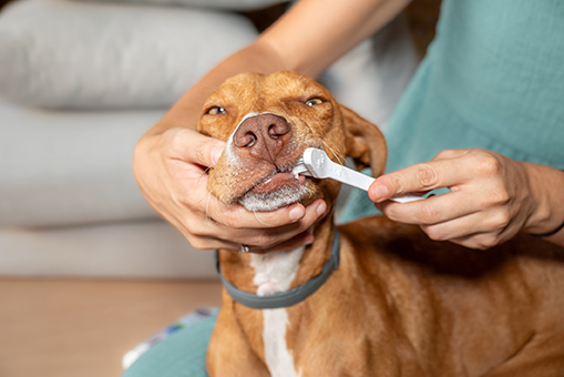 Smile Big! February is Dental Health Month