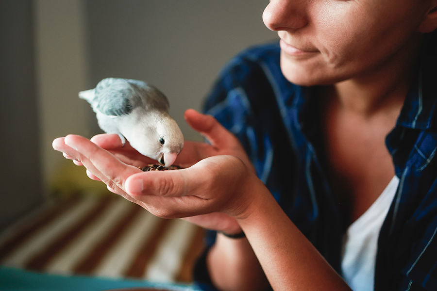 September is for the Birds!