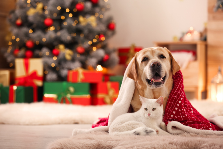 Care-A-Lot Pet Supply’s Ultimate Holiday Gift Giving Guide for the Pet in Your Life