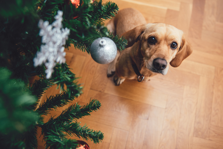 Keep Your Pets Safe this Holiday Season