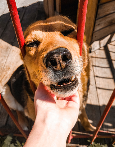 Tips: Successful Shelter Visit