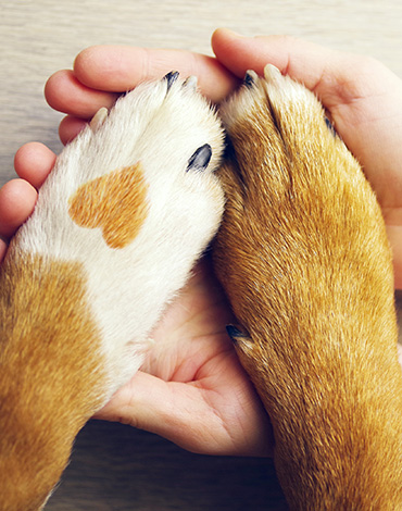 Pause to Help Hot Paws