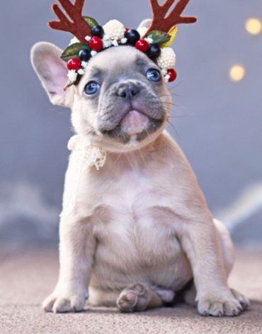 Stuff Your Pet's Stocking!