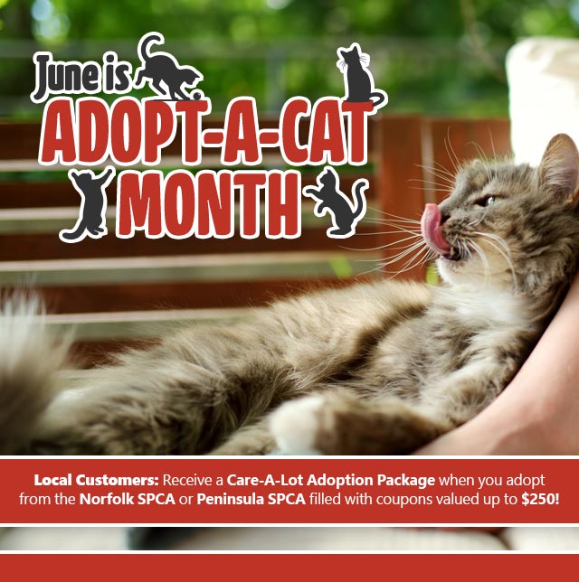 Adopt-A-Cat Month