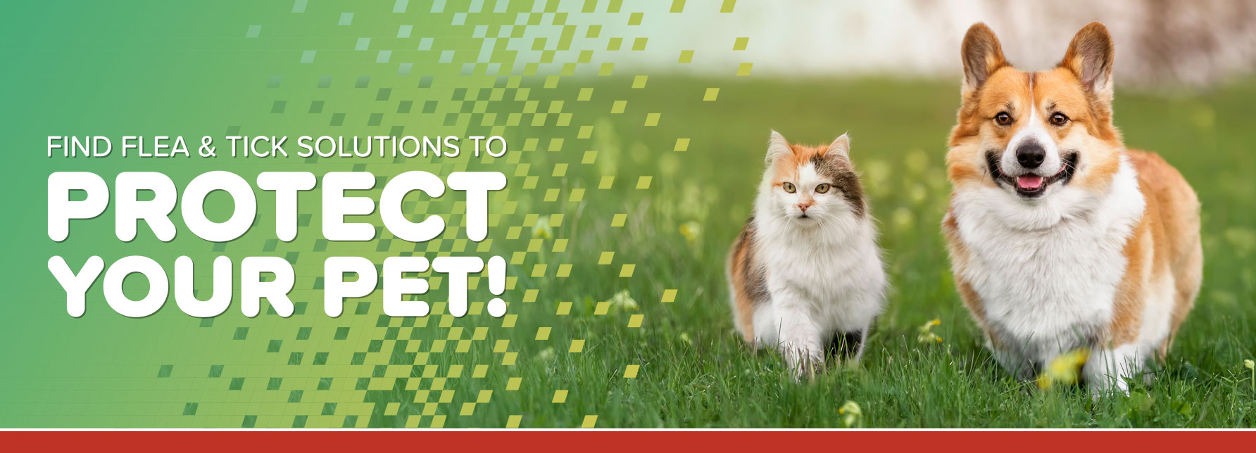 Flea & Tick