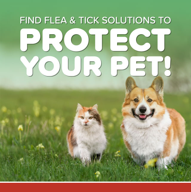 Flea & Tick