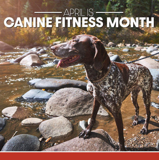 K9 Fitness