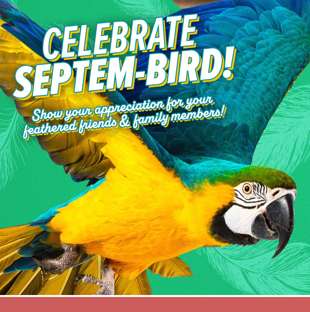 SeptemBIRD